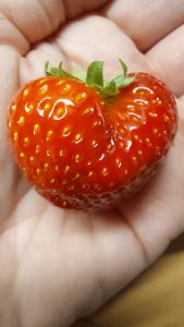 Een rijpe rode aardbei in de vorm van een hart die in mijn hand ligt